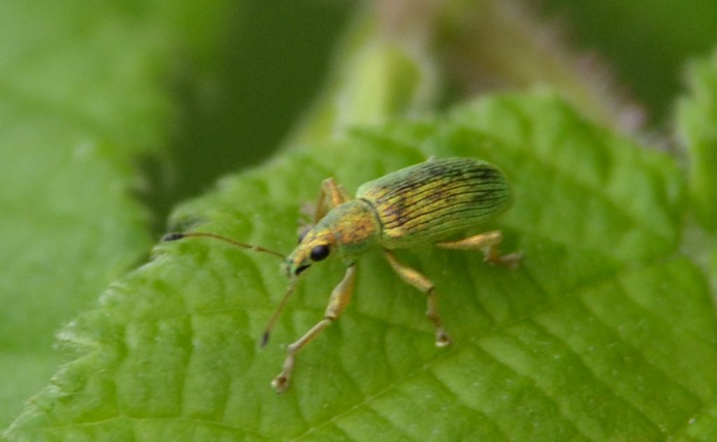 Polydrusus formosus